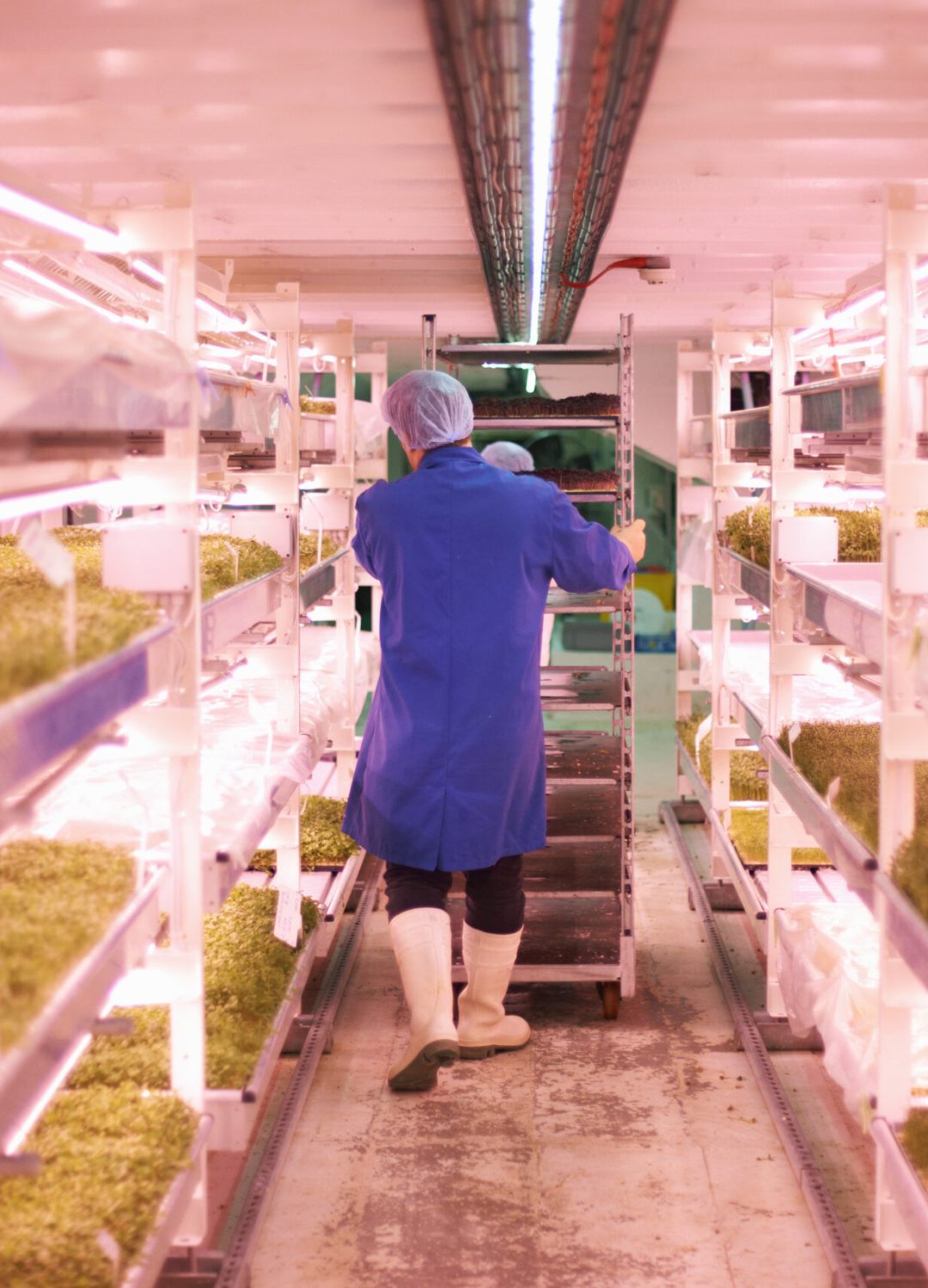 Full length rear view of worker pushing trolley through artificial light growing room
